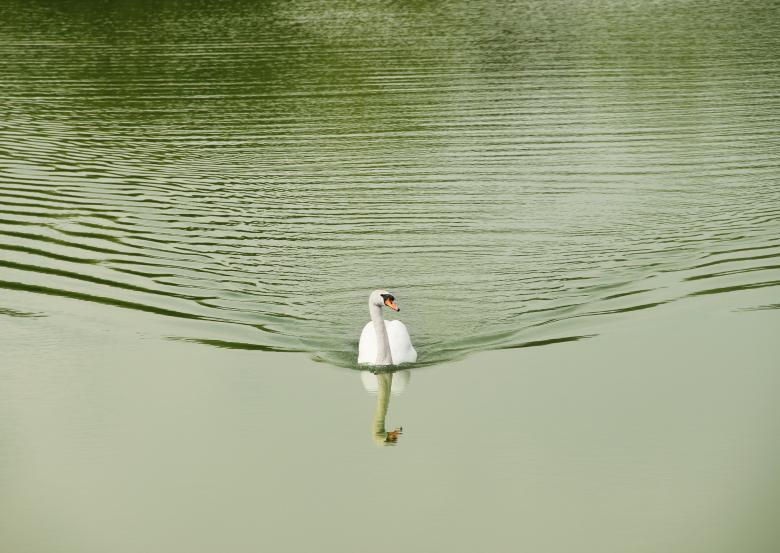 Free stock image of White swan on lake created by Nikola Arezina