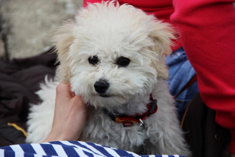 Free stock image of Bichon Frise  created by Nikola Arezina
