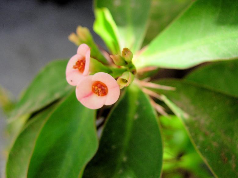 Free stock image of Typical Canary Island Flower  created by David Pellon