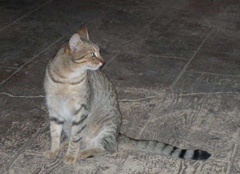 Free stock image of Cat looking backwards created by David Pellon