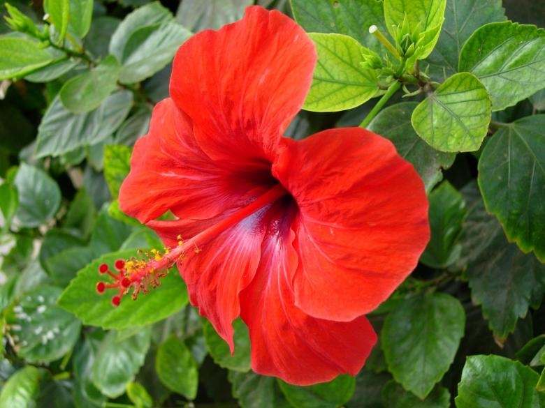 Free stock image of Red Flower created by David Pellon