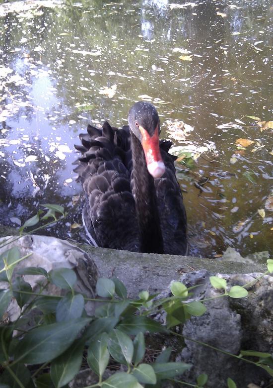 Free stock image of Black Swan in Park, Madrid, Spain created by David Pellon