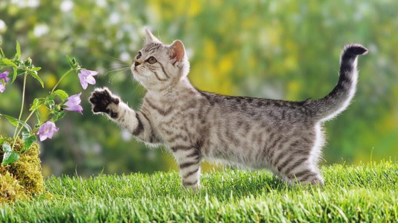 Free stock image of Beautiful Cat created by  Infanteri Mantis 