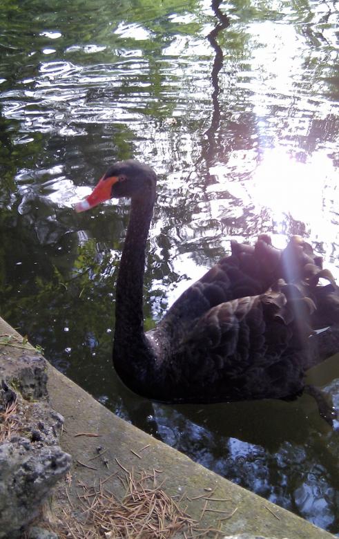 Free stock image of Black Swan in Park, Madrid, Spain created by David Pellon