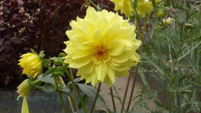Free stock image of A dahlia in a garden created by Bijit sharma