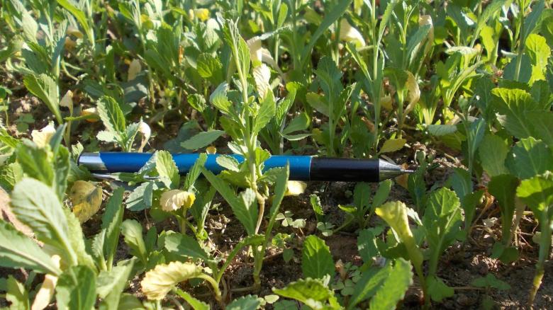 Free stock image of Pen in grass created by Bijit sharma
