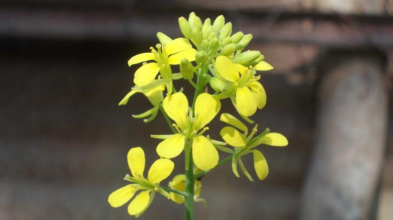 Free stock image of A plant created by Bijit sharma