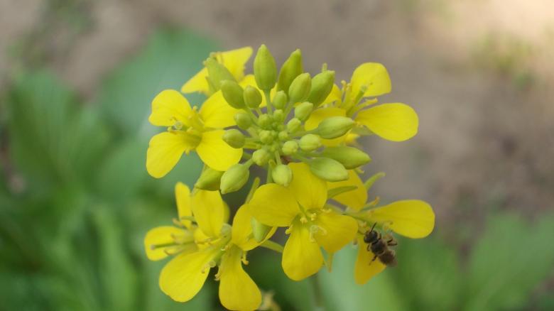 Free stock image of A yellow flower created by Bijit sharma