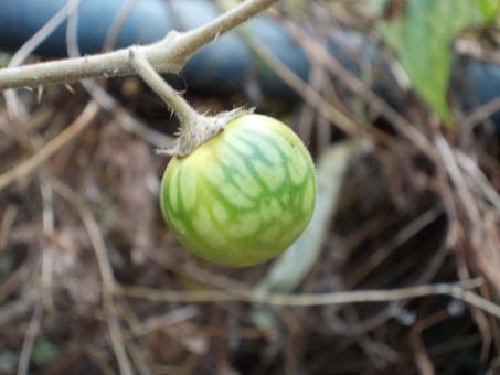 Free Stock Photo of A fruit