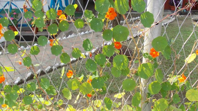 Free stock image of Plants created by Bijit sharma