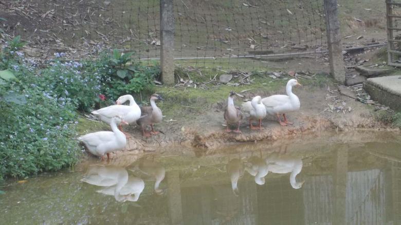 Free stock image of Ducks created by Bijit sharma