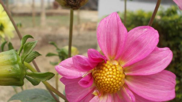Pink flower