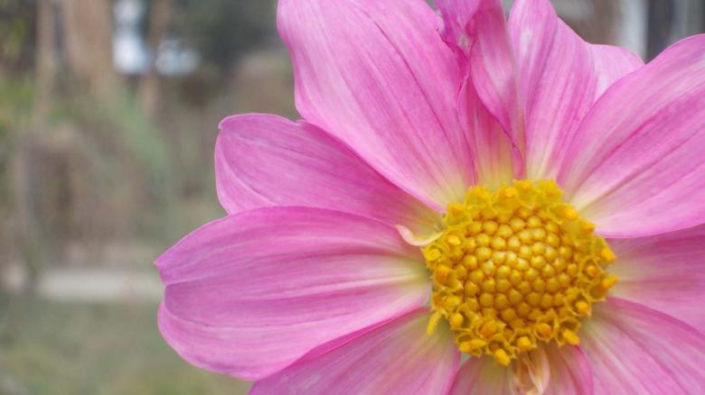 Free stock image of Pink dahlia flower created by Bijit sharma
