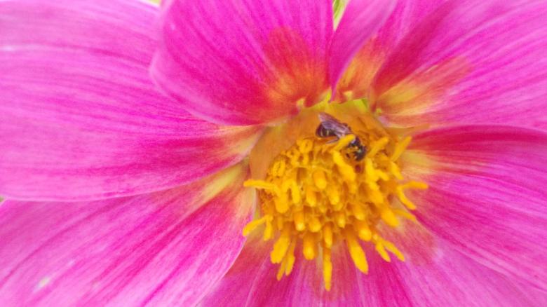 Free stock image of Dahlia created by Bijit sharma