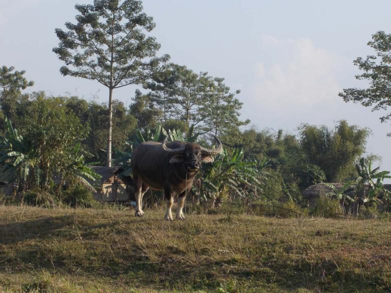 Free stock image of Buffalo created by Bijit sharma