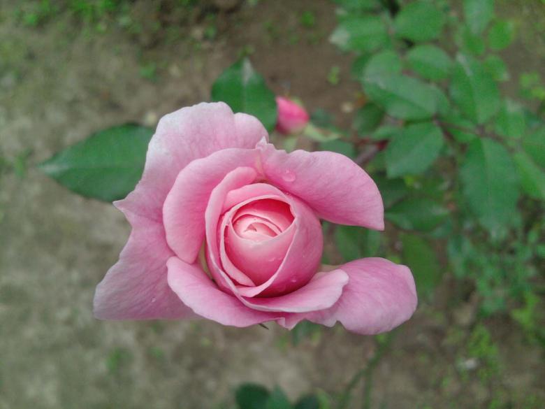 Free stock image of Pink flower created by Bijit sharma