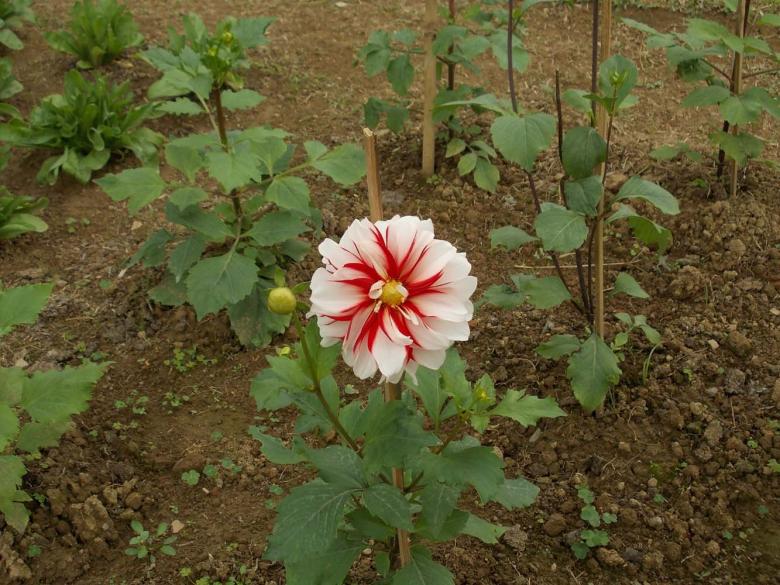 Free stock image of Dahlia created by Bijit sharma