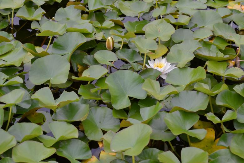 Free stock image of Lily pads created by Laurie Panovich
