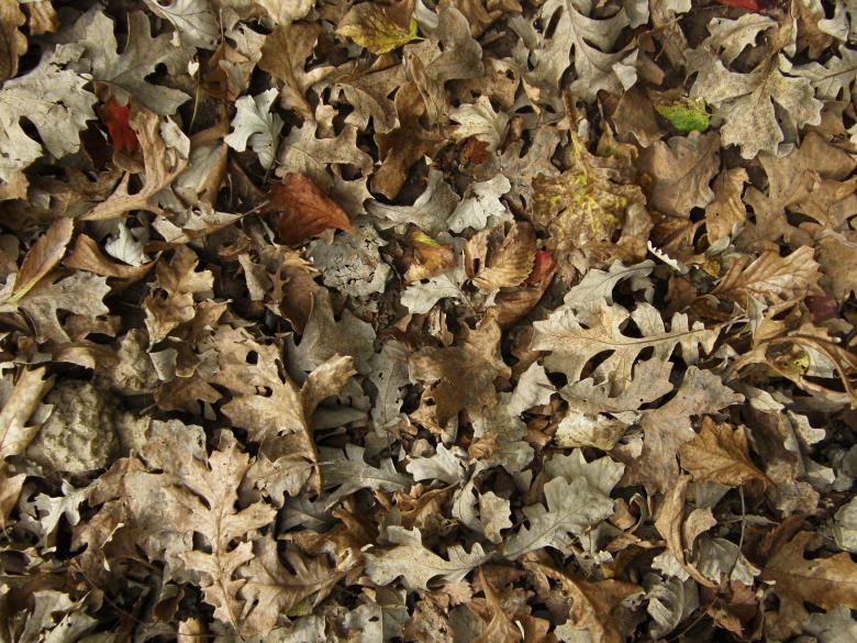 Free stock image of Fallen Leaves Texture created by Free Texture Friday