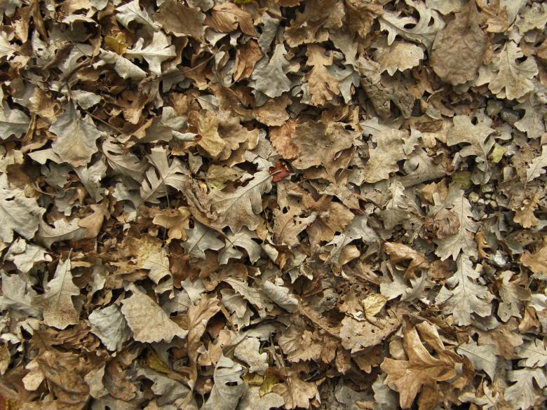 Free stock image of Fallen Leaves Texture created by Free Texture Friday