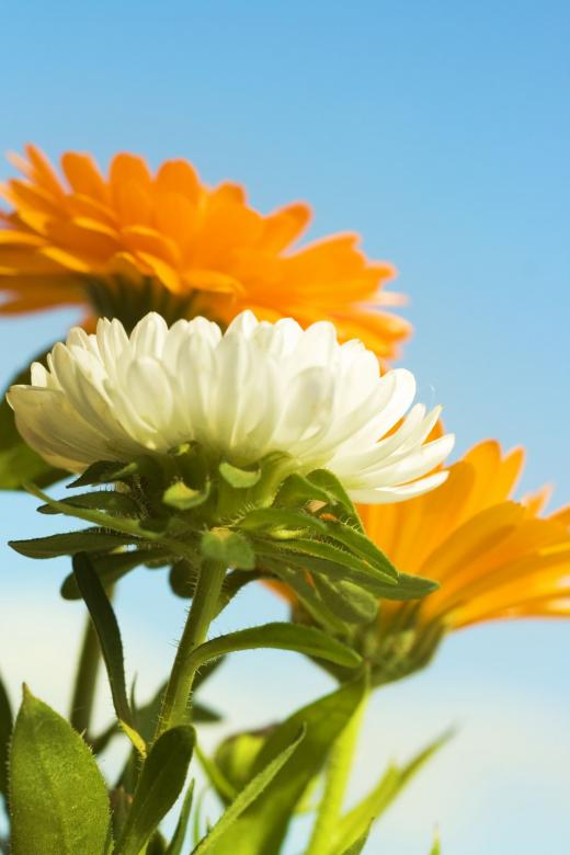 Free stock image of Spring flowers created by 2happy