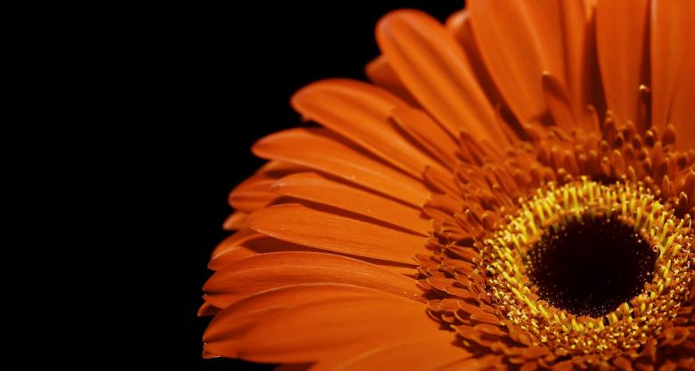 Free stock image of Flower close up created by 2happy