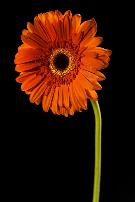 Free stock image of Orange flower on black created by 2happy