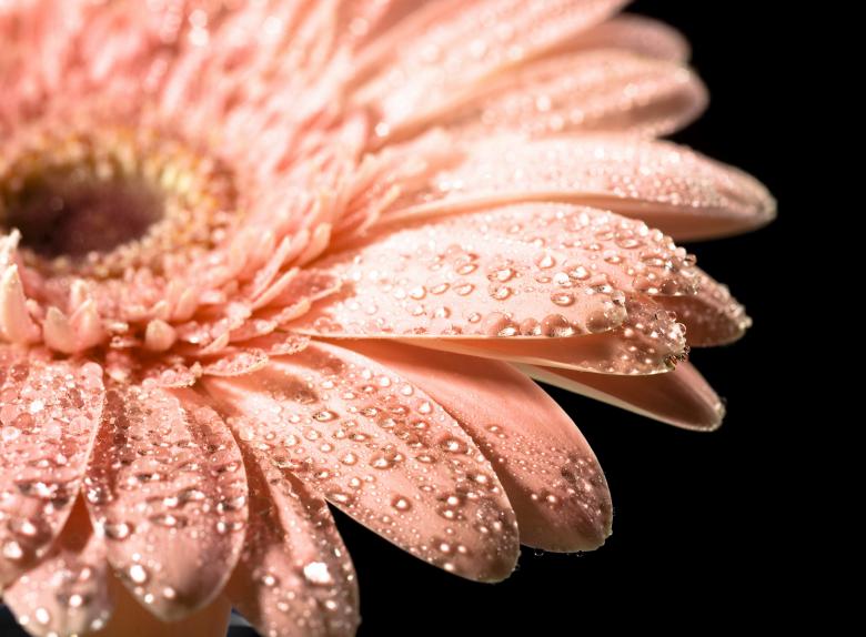 Free stock image of Water drops on daisy created by 2happy