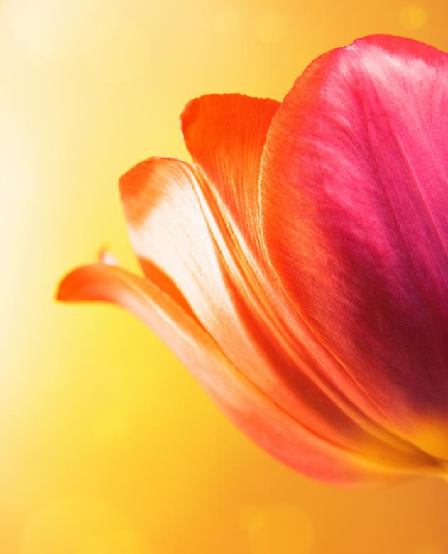 Free stock image of Soft flower background created by 2happy