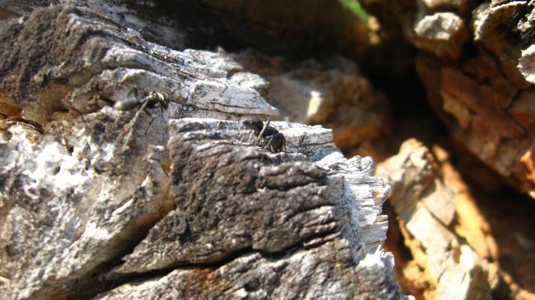 Free stock image of ants created by Andrej