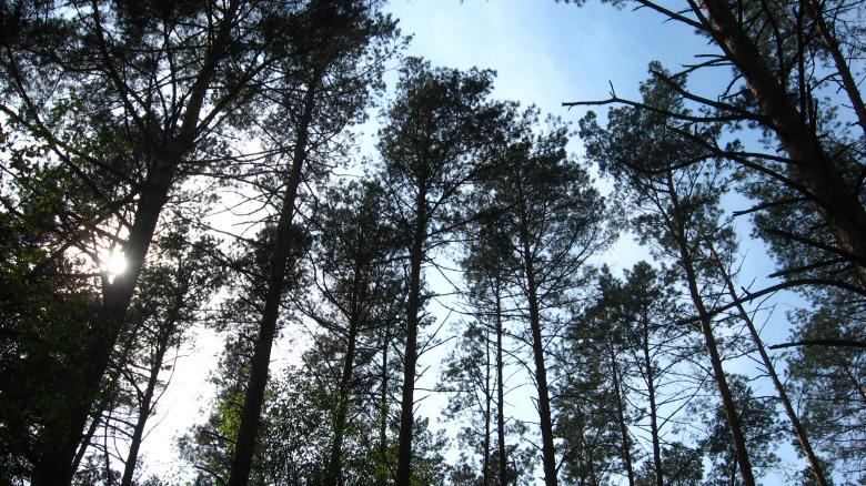Free stock image of Forest created by Andrej