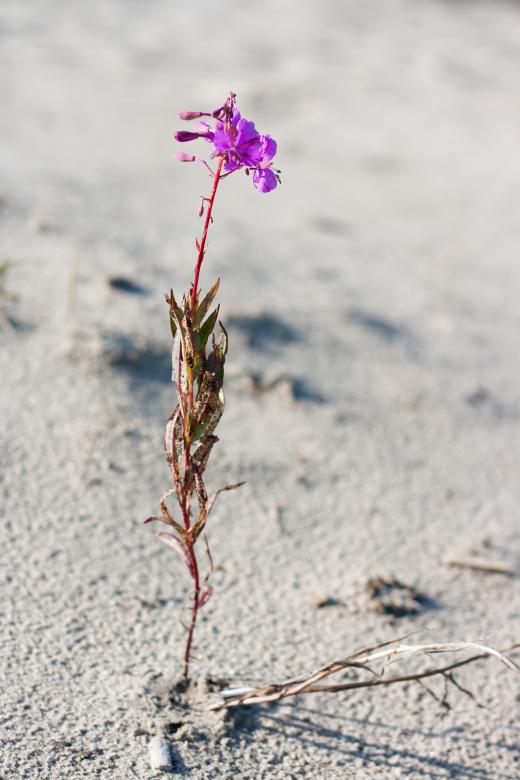 Free stock image of Flower on dry land created by 2happy