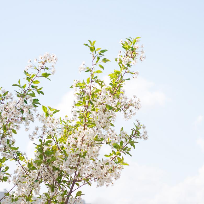 Free stock image of flowers created by 2happy