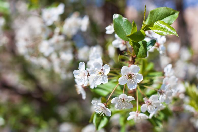 Free stock image of flowers created by 2happy