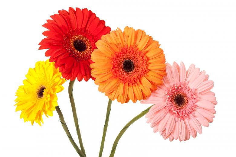 Free stock image of Colored flowers created by 2happy