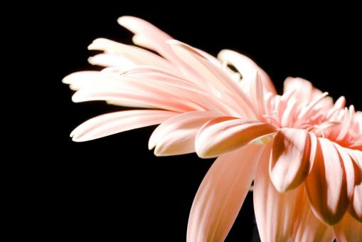 Free Stock Photo of gerbera