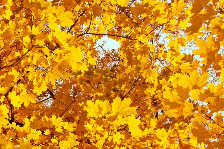 Free stock image of Leaves created by 2happy
