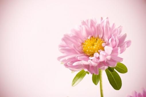 Free Stock Photo of Pink flower