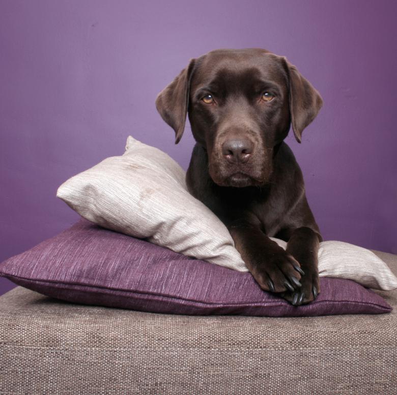 Free stock image of Labrador dog portrait created by Luka