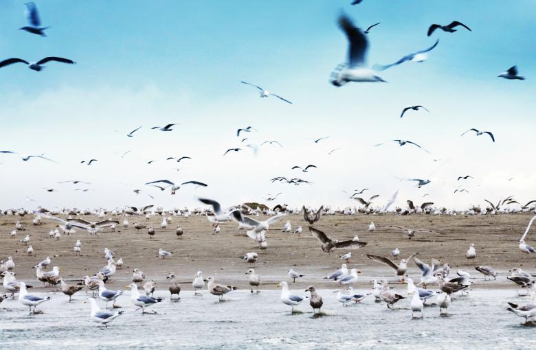 Free stock image of Seagulls on beach created by Luka