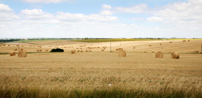 Free stock image of Wheat field landscape created by Luka