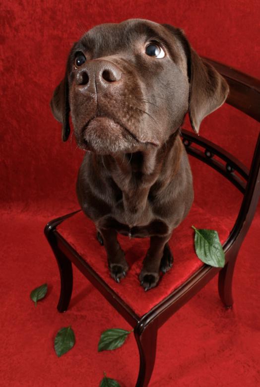 Free stock image of Labrador dog on chair created by Luka