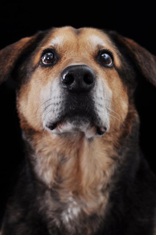 Free stock image of Portrait of a Dog created by Luka