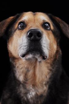 Portrait of a Dog - Free Stock Photo