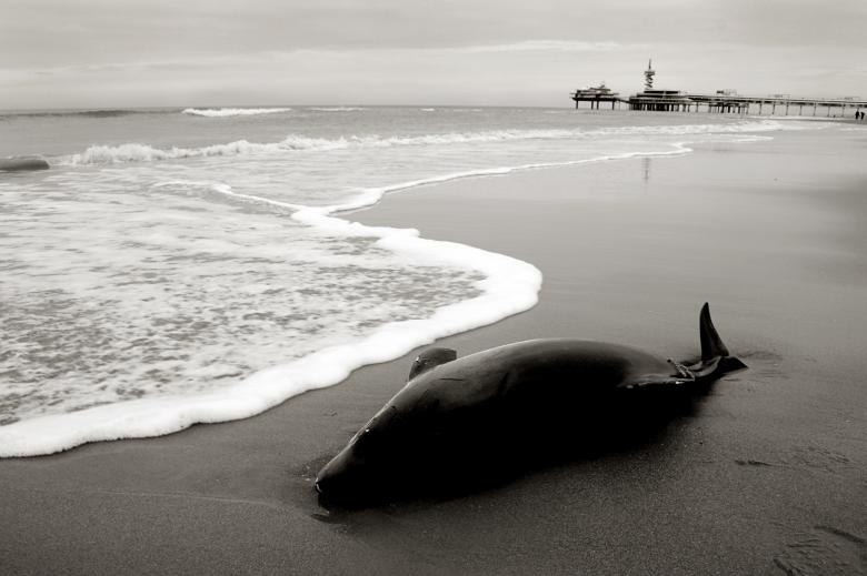 Free stock image of Dolphin washed to shore created by Luka