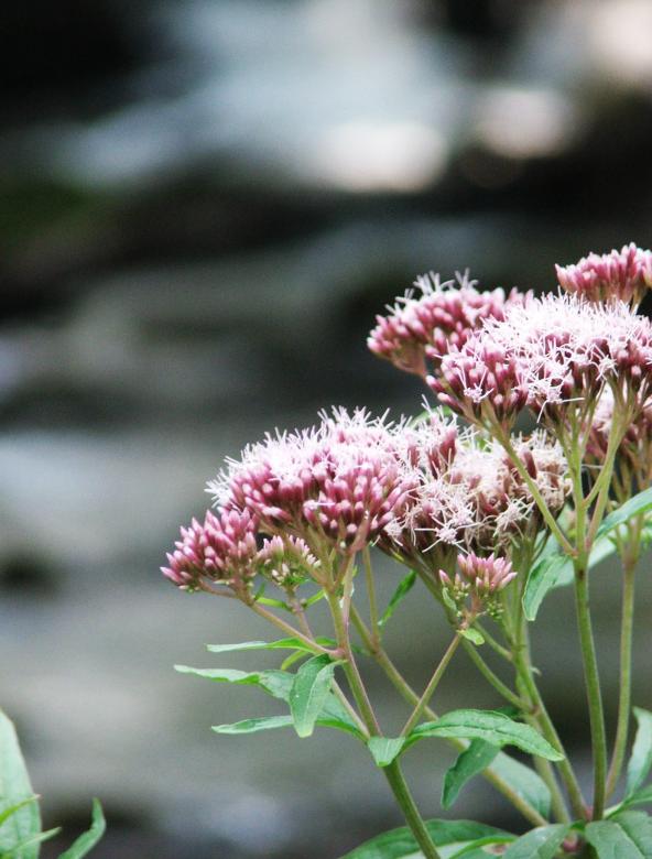 Free stock image of Flowers created by Luka