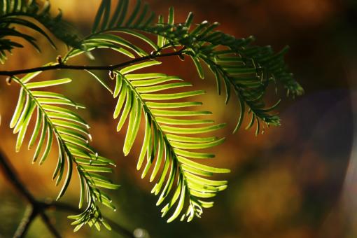Free Stock Photo of Sun lit braches and leaves