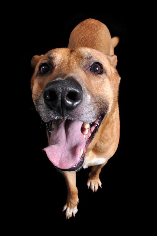 Free stock image of Sherpherd dog created by Luka