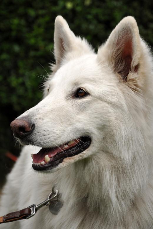 Free stock image of White shepherd dog created by Luka