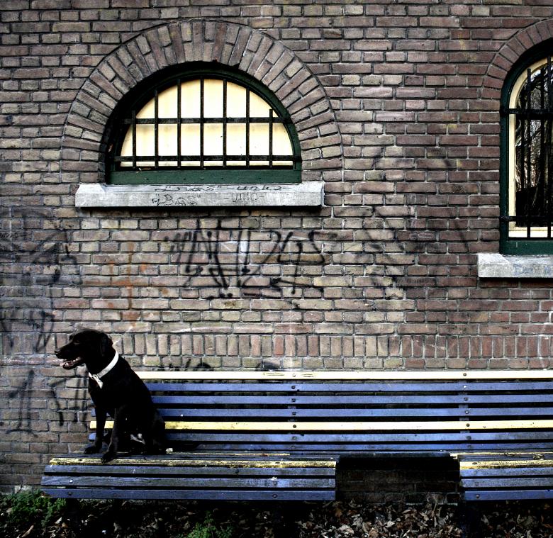 Free stock image of Labrador dog sitting on bench created by Luka